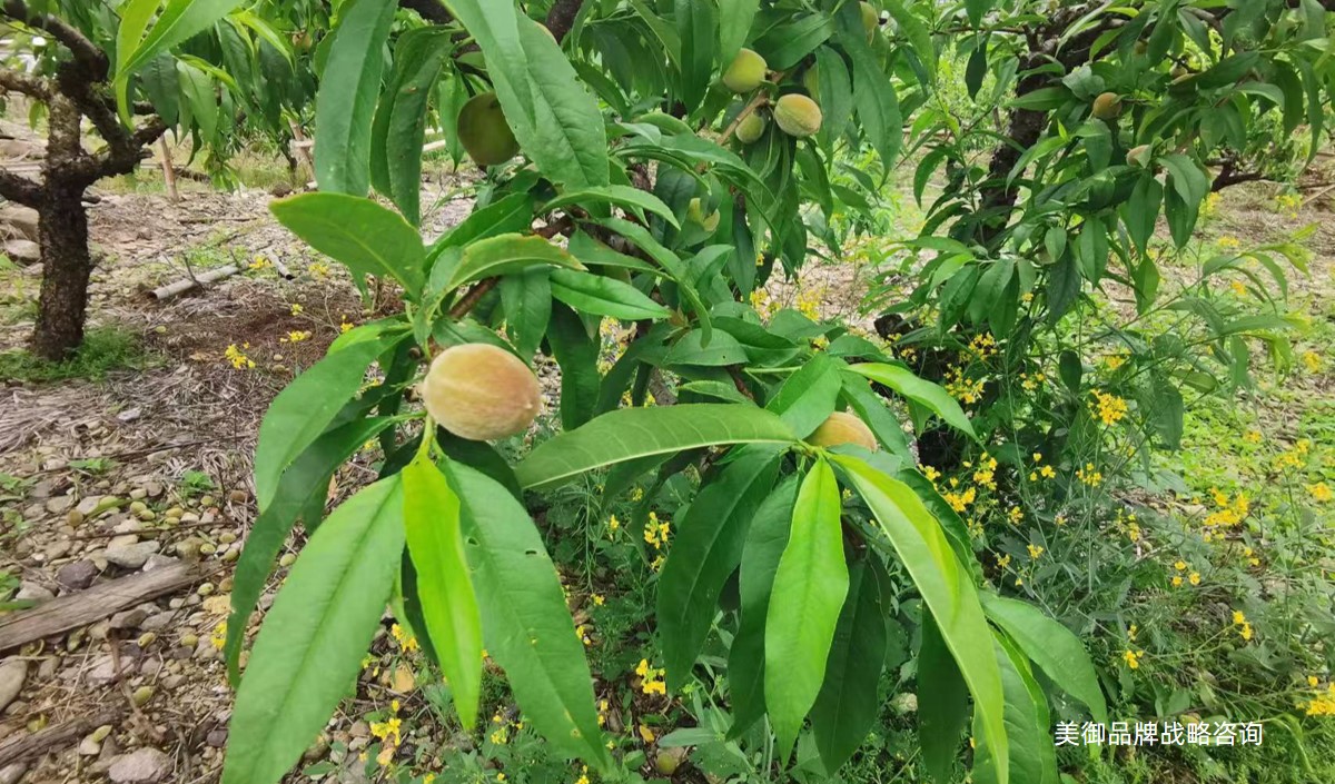 农业品牌战略营销的服务内容包含哪些